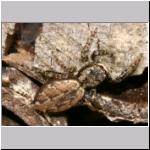 Marpissa muscosa - Rindenspringspinne 01 11mm.jpg